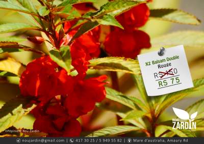 Balsam Rouge - Plants and Trees on Aster Vender