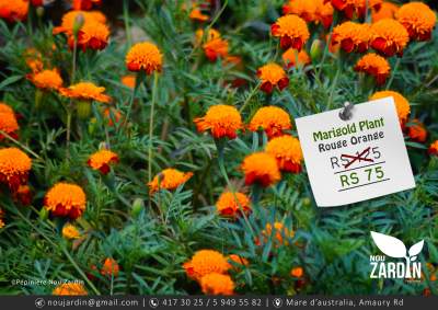 Marigold Plant - Plants and Trees on Aster Vender