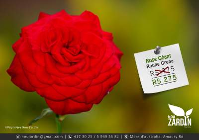 Rose Plant - Plants and Trees on Aster Vender