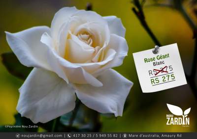 Rose Plant - Plants and Trees on Aster Vender