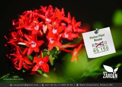 Pentas Plant - Plants and Trees on Aster Vender