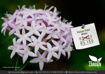 Pentas Plant - Plants and Trees on Aster Vender