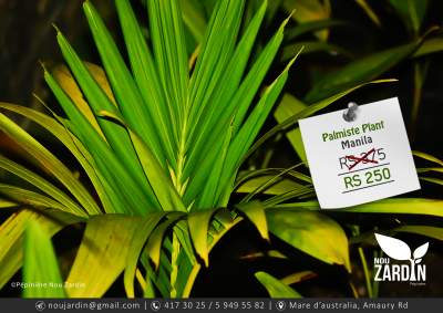 Palmiste Manila - Plants and Trees on Aster Vender