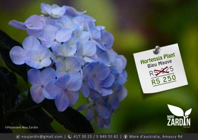 Hortensia Plant - Plants and Trees on Aster Vender