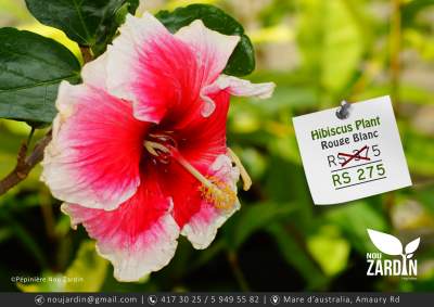 Hibiscus Plant - Plants and Trees on Aster Vender