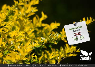 Duranta Plant - Plants and Trees on Aster Vender