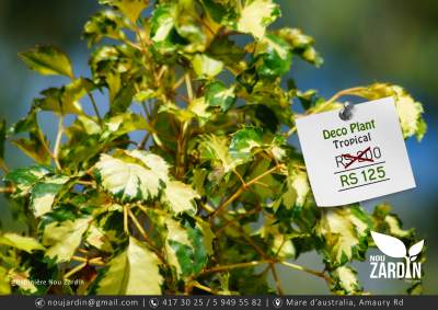 Deco Plant - Plants and Trees on Aster Vender
