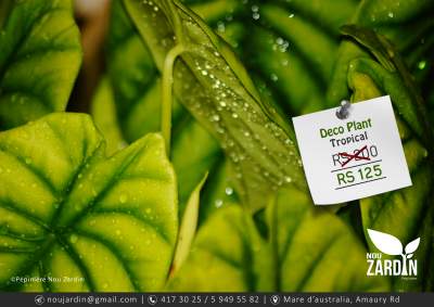 Deco Plant - Plants and Trees on Aster Vender