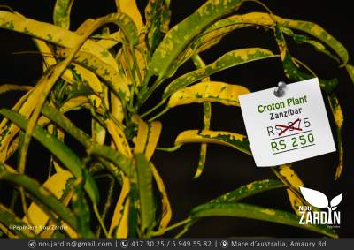 Croton Plant - Plants and Trees on Aster Vender