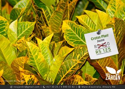 Croton Plant - Plants and Trees on Aster Vender