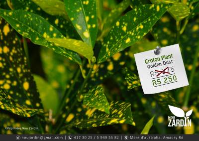 Croton Plant - Plants and Trees on Aster Vender