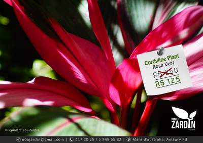 Cordyline Plant - Plants and Trees on Aster Vender