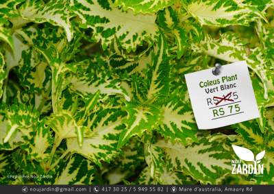 Coleus Plant - Plants and Trees on Aster Vender