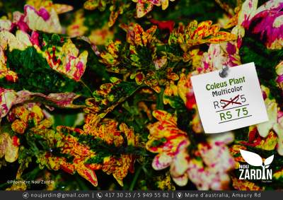 Coleus Plant - Plants and Trees on Aster Vender