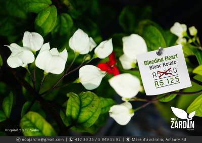Bleeding Heart Plant - Plants and Trees on Aster Vender