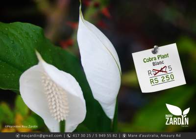 Cobra Plant - Plants and Trees on Aster Vender