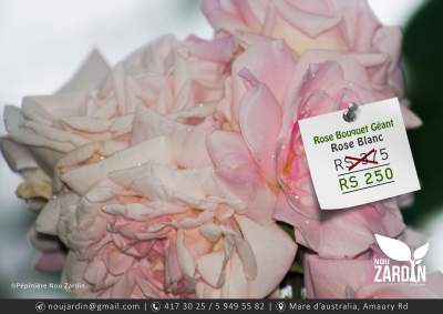 Rose Plant - Plants and Trees on Aster Vender