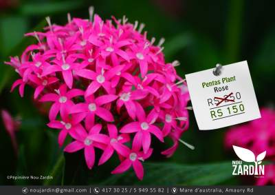 Pentas Plant - Plants and Trees on Aster Vender