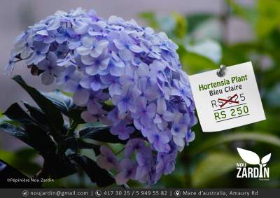 Hortensia Plant - Plants and Trees on Aster Vender