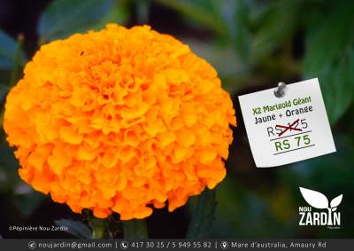 Marigold Plant - Plants and Trees on Aster Vender