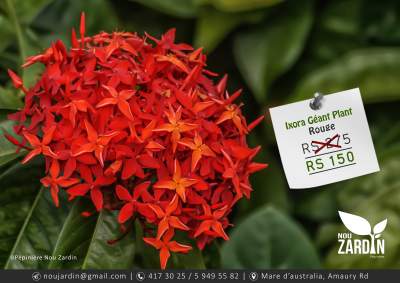 Ixora Plant - Plants and Trees on Aster Vender