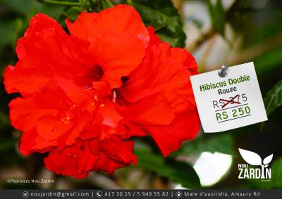 Hibiscus Plant - Plants and Trees on Aster Vender