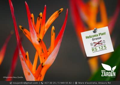 Heliconia Plant - Plants and Trees on Aster Vender