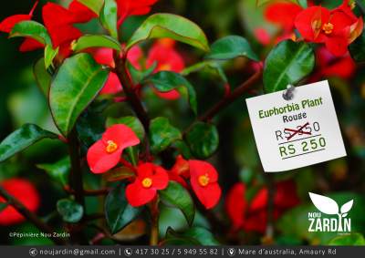 Euphorbia Plant - Plants and Trees on Aster Vender