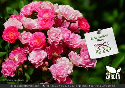 Rose Plant - Plants and Trees on Aster Vender