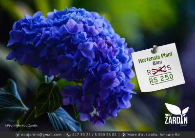 Hortensia Plant - Plants and Trees on Aster Vender