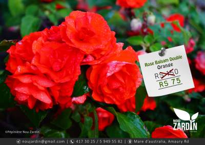 Rose Balsam Plant - Plants and Trees on Aster Vender