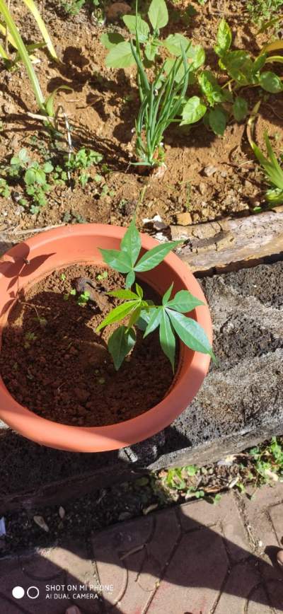 Plant de feuille de laurier (Bay Leaf Plant) - Plants and Trees