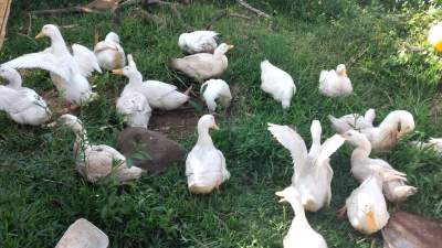 Canard Pekin  - Poultry