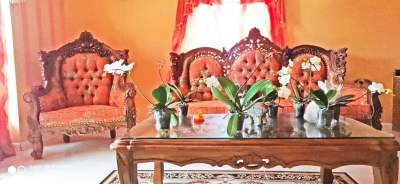 Blooming Orchid Plants - Plants and Trees