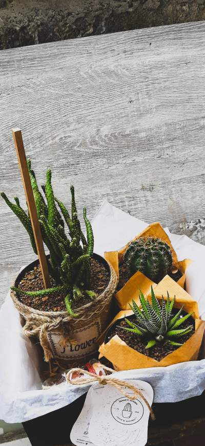 Cactus and succulents  - Plants and Trees