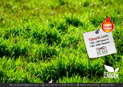 Promo 50% Off - Ti bourik Lawn - Plants and Trees on Aster Vender