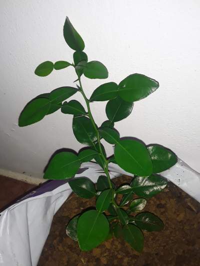 RARE COMBAVA Plant - Plants and Trees on Aster Vender