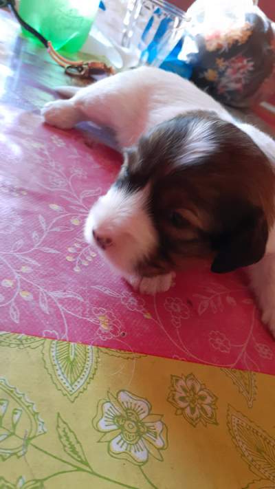 Chien griffon nain pur sang a vendre - Dogs on Aster Vender