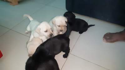 Labrador puppy  - Dogs on Aster Vender