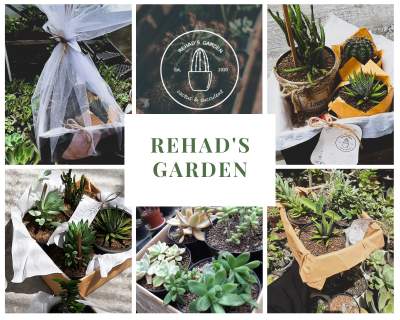 Cactus and succulents  - Plants and Trees