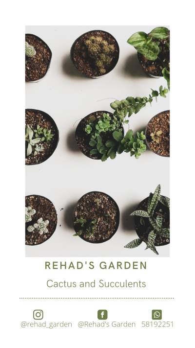 Cactus and Succulents  - Plants and Trees