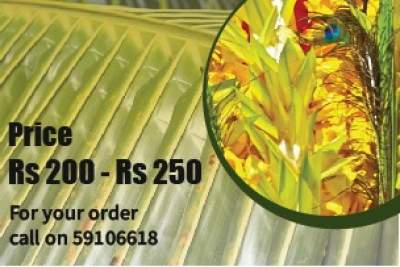 Le coeur coco - Plants and Trees