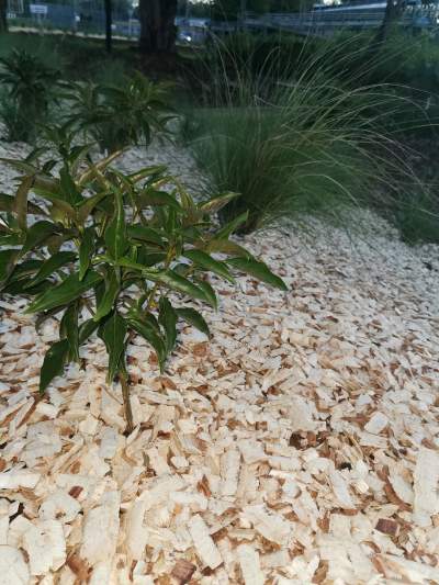 White Bio Woodchips  - Plants and Trees