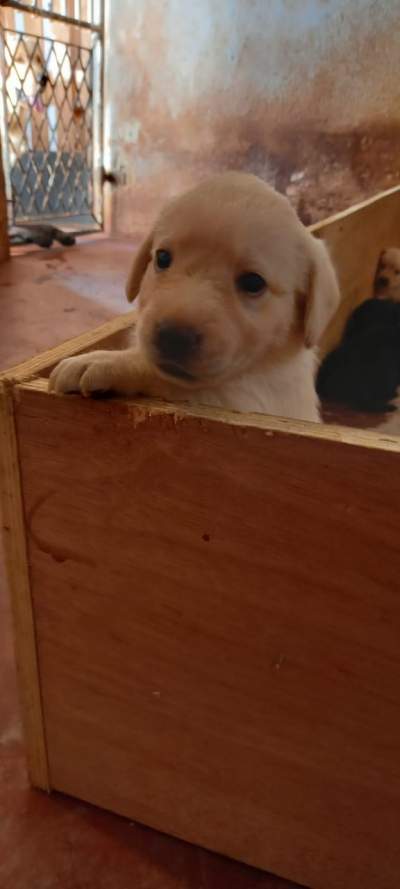 Puppies - Dogs on Aster Vender