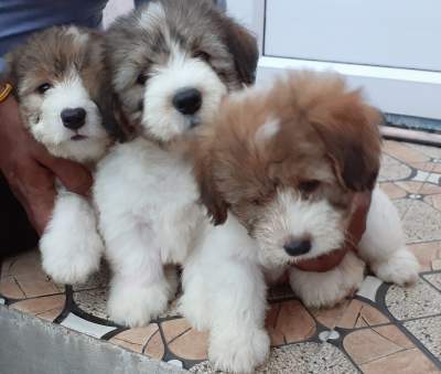 Chien griffon nain pur sang a vendre  - Dogs on Aster Vender