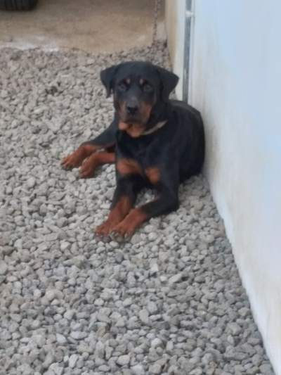 Rotweiller Dog - Dogs on Aster Vender