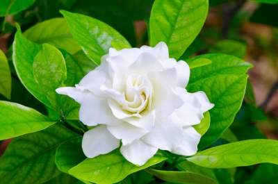 Gardenia - Plants and Trees on Aster Vender