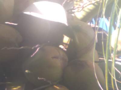 Coco frais - Fruits on Aster Vender
