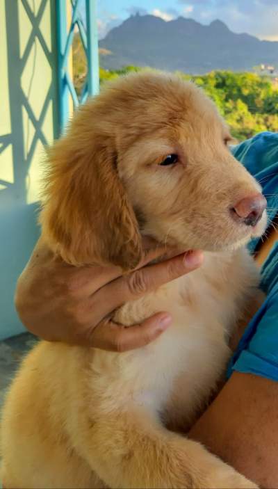 Goldador (Labrador and Golden Retriever Breed) - Dogs on Aster Vender