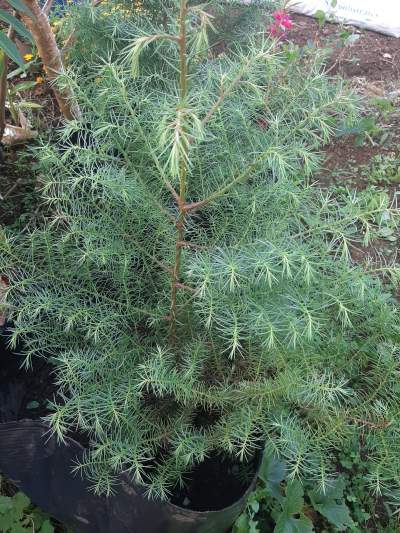 Sapin - Plants and Trees